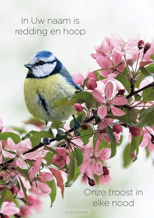 Wenskaart In Uw naam is redding en hoop