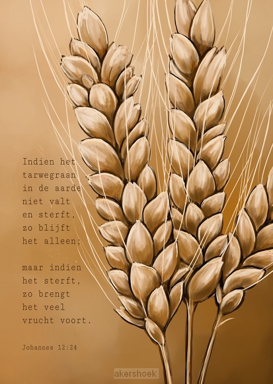 Indien het tarwegraan ...