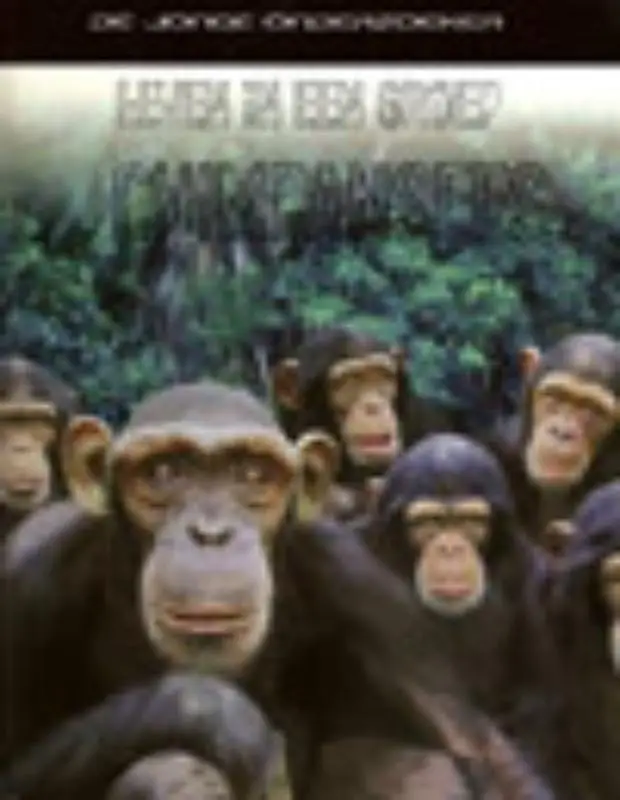 Chimpansees - De jonge on
