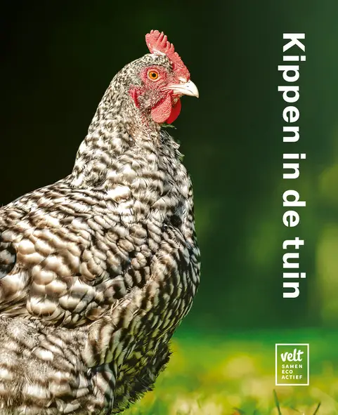 Kippen in de tuin