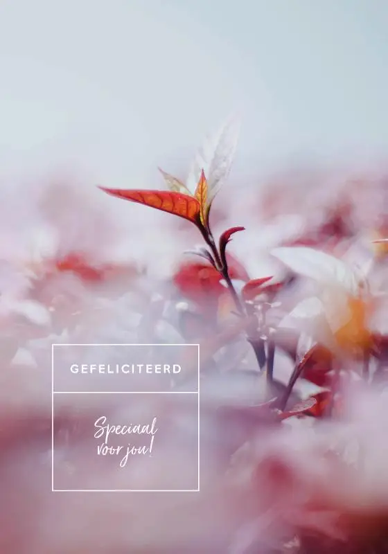 Wensboekje Gefeliciteerd