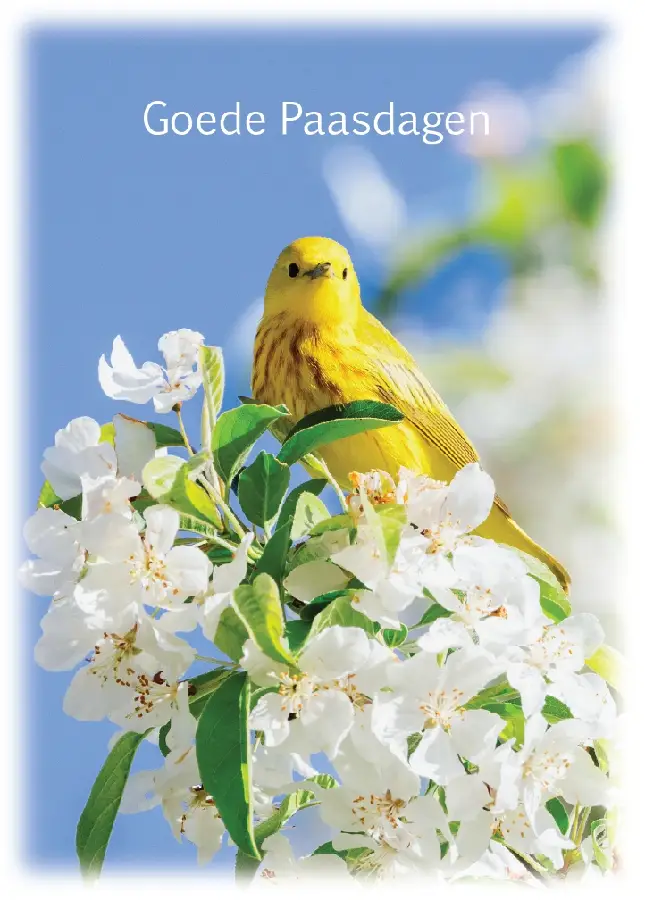 Prentbriefkaart Goede Paasdagen bt