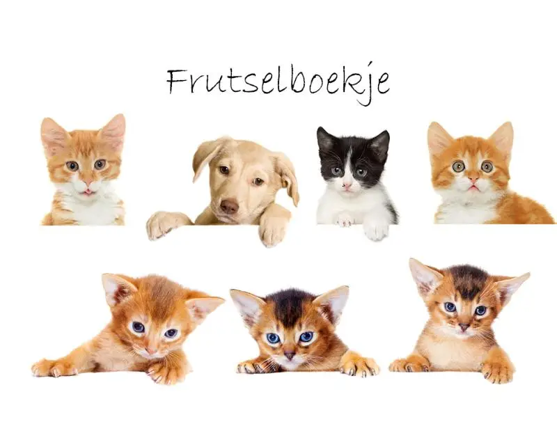 Frutselboekje celia